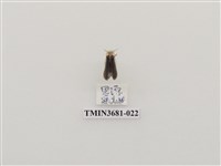 藏品(鞘翅目(1))的圖片